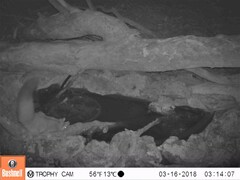 Petaurus norfolcensis