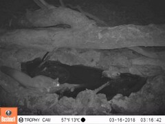 Petaurus norfolcensis