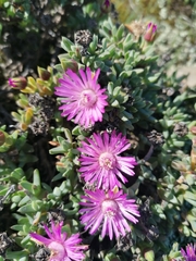 Antimima