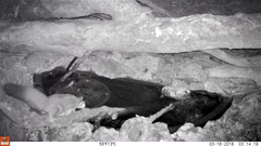 Petaurus norfolcensis