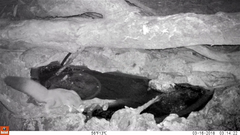 Petaurus norfolcensis