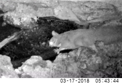 Petaurus norfolcensis