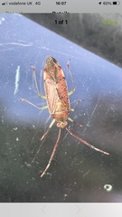 Pantilius tunicatus