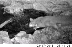 Petaurus norfolcensis