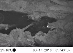 Petaurus norfolcensis