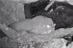 Petaurus norfolcensis