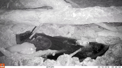 Petaurus norfolcensis