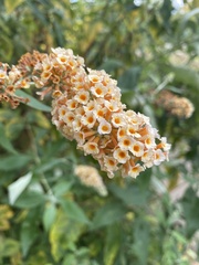 Buddleja weyeriana