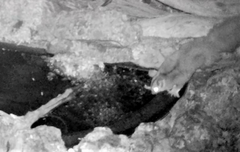 Petaurus norfolcensis