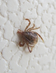 Ixodidae
