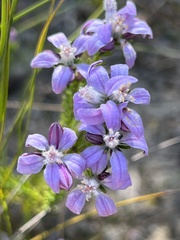 Philotheca reichenbachii