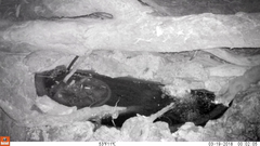 Petaurus norfolcensis