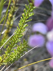Philotheca reichenbachii