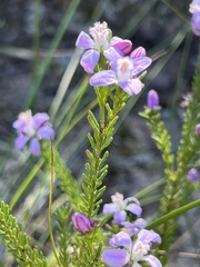 Philotheca reichenbachii