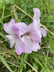 Clarkia