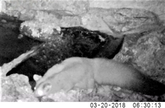 Petaurus norfolcensis