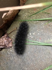 Hypercompe scribonia