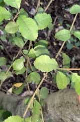 Streblus heterophyllus