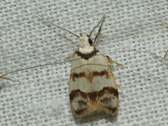 Chezala brachypepla