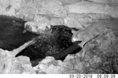 Petaurus norfolcensis