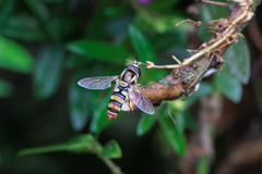 Ischiodon scutellaris