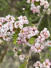 Thryptomene racemulosa