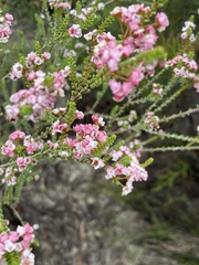 Thryptomene racemulosa