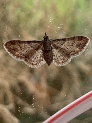 Gymnoscelis rufifasciata