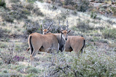 Tragelaphus oryx oryx