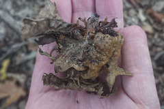 Andricus dentimitratus