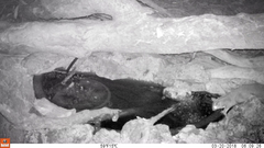 Petaurus norfolcensis