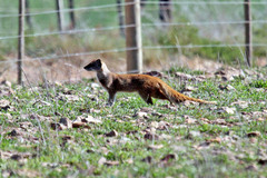 Cynictis penicillata