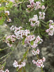 Thryptomene racemulosa
