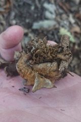 Andricus dentimitratus