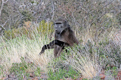 Papio ursinus ursinus