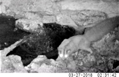 Petaurus norfolcensis