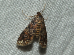 Elophila responsalis