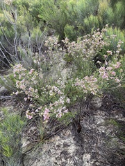 Thryptomene racemulosa