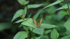Cirrochroa tyche mithila