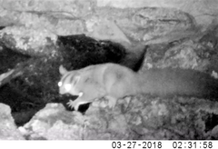 Petaurus norfolcensis