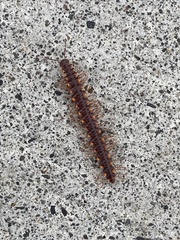 Nearctodesmidae