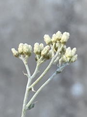 Helichrysum rosum