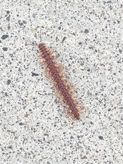 Nearctodesmidae