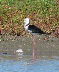 Himantopus leucocephalus