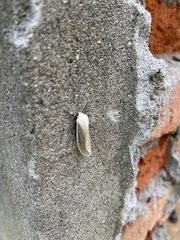 Creatonotos transiens