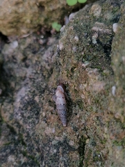 Papillifera papillaris