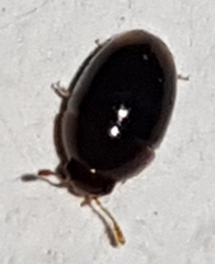 Phalacridae