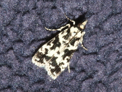 Eudonia aphrodes