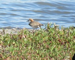 Charadrius ruficapillus