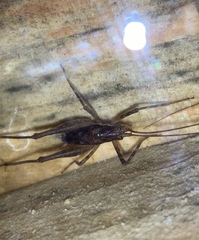 Macropathinae